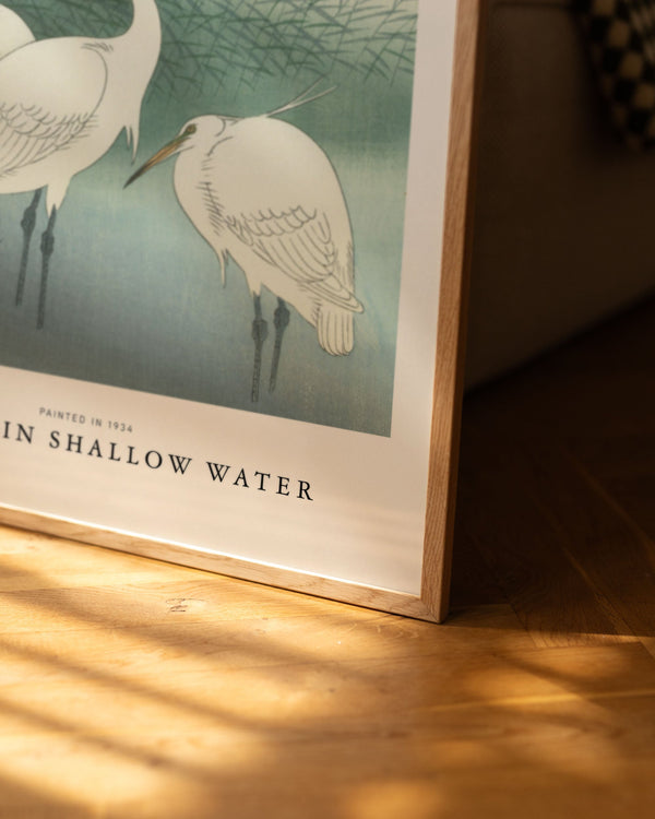 Snallow Herons in shallow water – Peléton