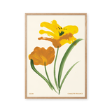 Lilium