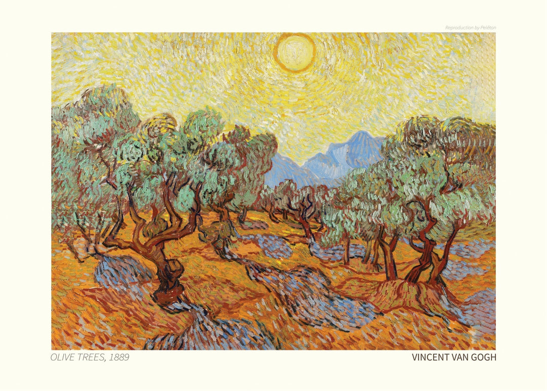 Olive Trees